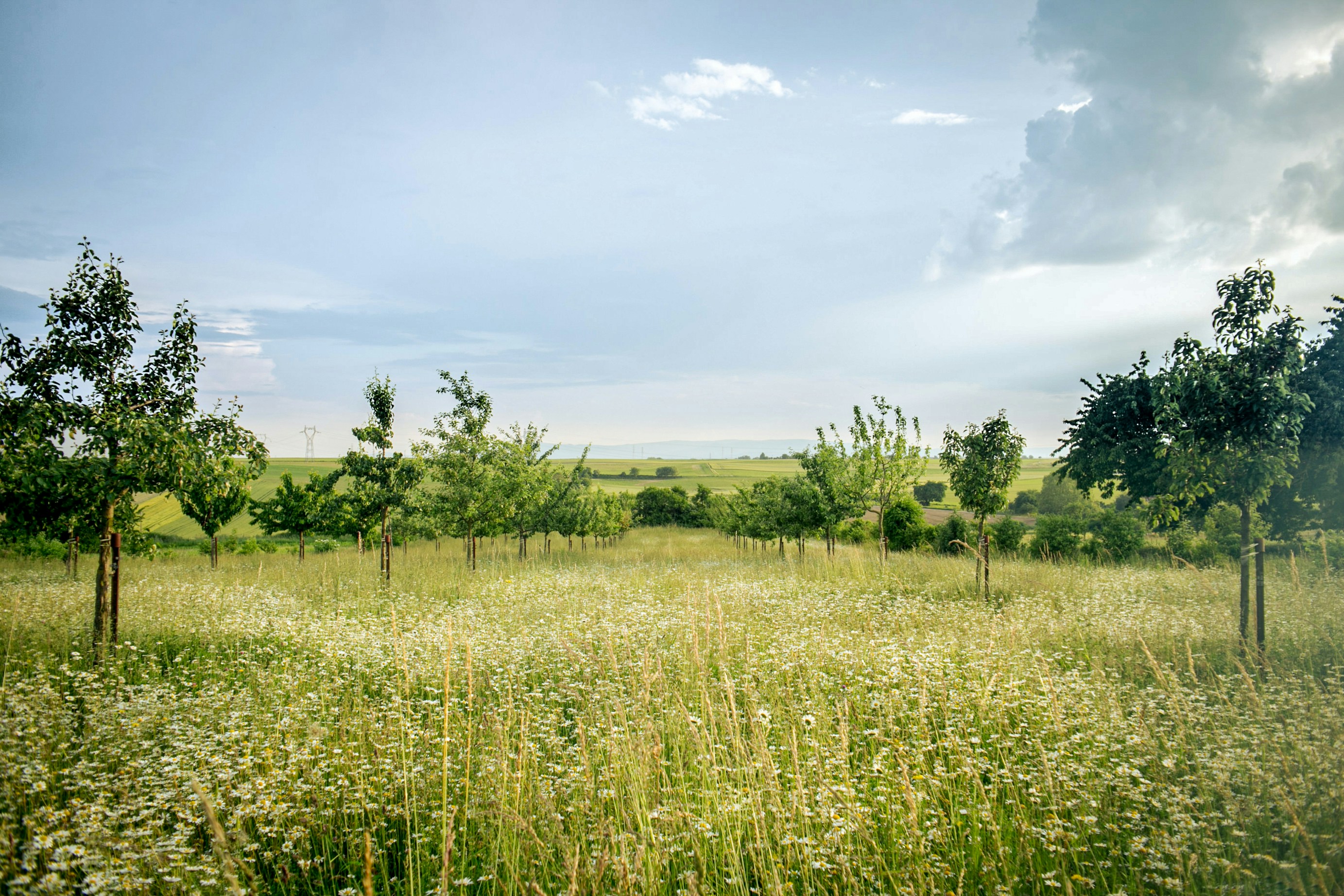 A scene of a green field with saplings